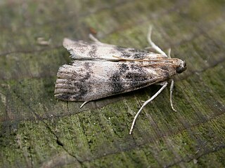 <i>Euzophera pinguis</i> Species of moth