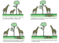 Evolución jirafa español.png
