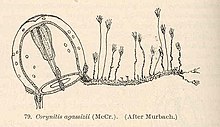 FMIB 40581 Corynitis agassizii (McCr) (Setelah Murbach).jpeg