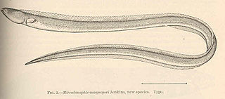 <span class="mw-page-title-main">Fringelip snake-eel</span> Species of fish