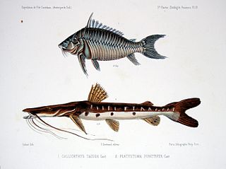 <i>Pseudoplatystoma punctifer</i> Species of fish