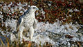 Gyrfalcon Falco rusticolus jagtfalk Falk