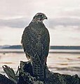 Raroh lovecký Falco rusticolus