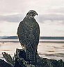 Bird: Gyr falcon