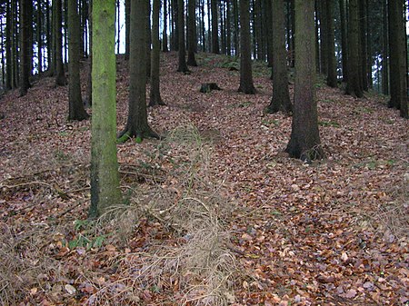 Falk Oberdorf Meesenkopf4