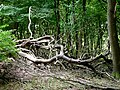 Fallen tree at Meenfield Wood, part of Shoreham Wood near Shoreham.