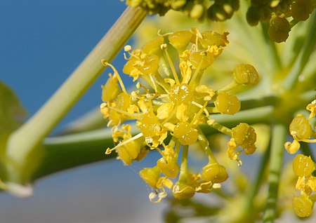 Ferula tingitana Inflorescence (8806590199).jpg