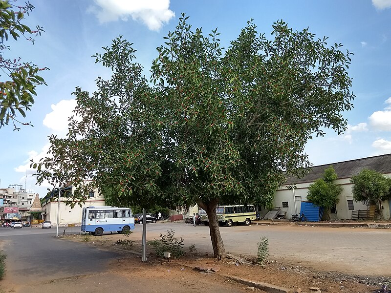 File:Ficus benghalensis near Thanjavur Railway Junction IMG 20180512 155312868 HDR.jpg