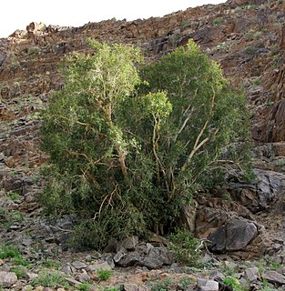 <i>Ficus cordata</i> Species of plant in the family Moraceae