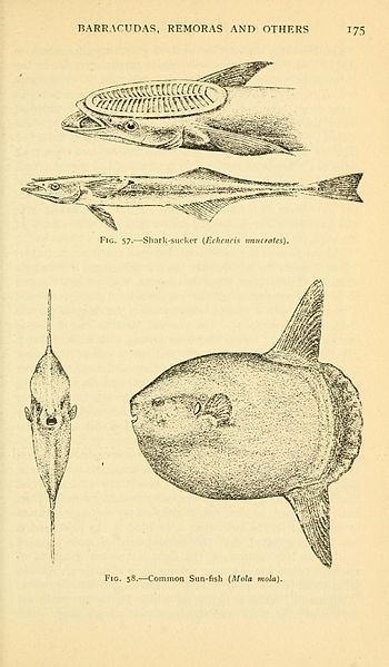 File:Field book of giant fishes (Page 175, Figs. 57-58) BHL6278981.jpg