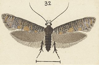 <i>Archyala lindsayi</i> Species of moth