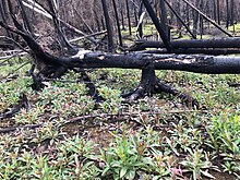 C. angustifolium dominating the forest floor about one year after the 2019 Swan Lake Fire Fireweed after Swan Lake fire.jpg