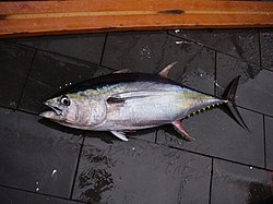 Tonfisksläktet
