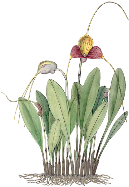 File:Fl. Columb.-0163-CLIII-Masdevallia caudata.png