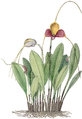 crop, Masdevallia caudata