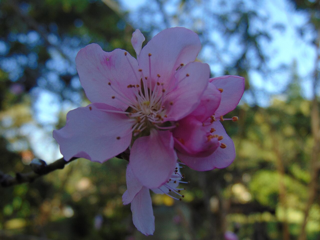 Archivo:Flor de Durazno  - Wikipedia, la enciclopedia libre