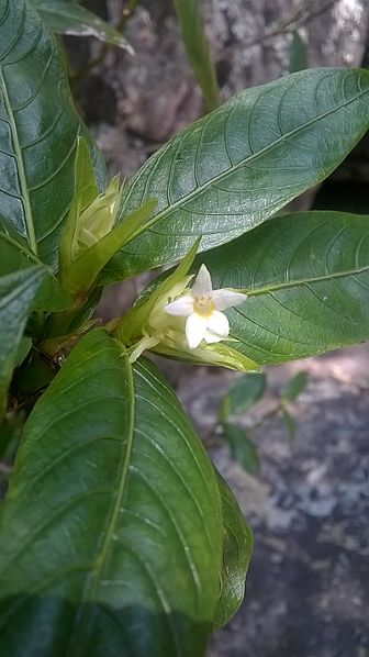 File:Flores do cerrado 038.jpg