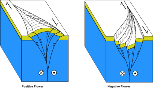 Flower structures developed along minor restraining and releasing bends on a dextral (right-lateral) strike-slip fault