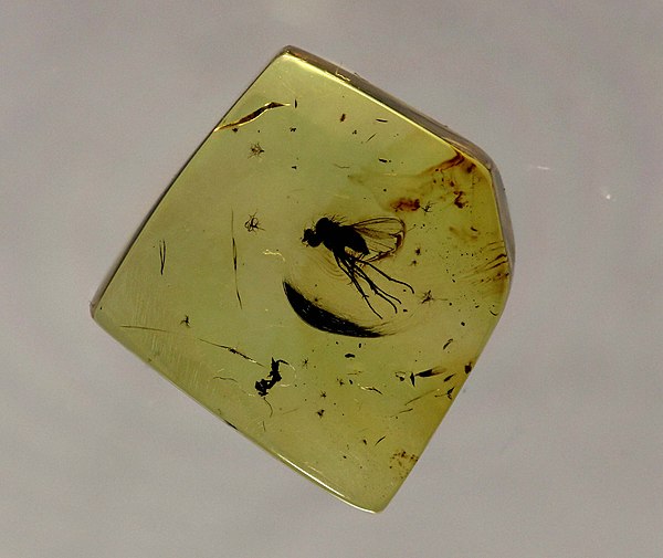 Fossil brachyceran in Baltic amber. Lower Eocene, c. 50 million years ago