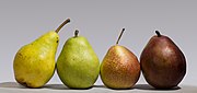 Four pears.jpg