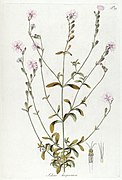 Silene hispanica