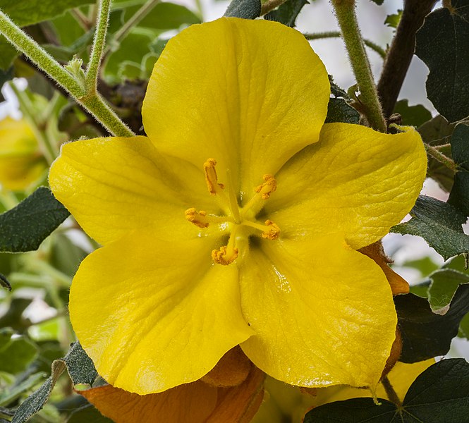 File:Fremontodendron californicum, Jardín Botánico de Múnich, Alemania, 2013-05-04, DD 01.jpg