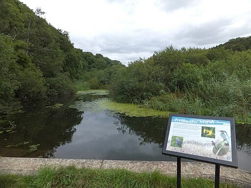 Freshwater marsh in the river Tavy at Lopwell - geograph.org.uk - 3602066
