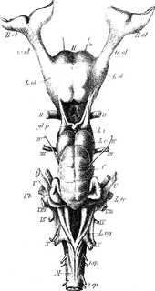 The original images (1878) of Fritsch's dogfish shark brain showing the nerve marked by an asterisk Fritsch dogfish shark brain.png