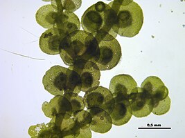 Helmroestmos (Frullania dilatata), onderaanzicht deel van stengel met bladeren