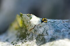 Fungus-eating ladybird (Illeis galbula).jpg