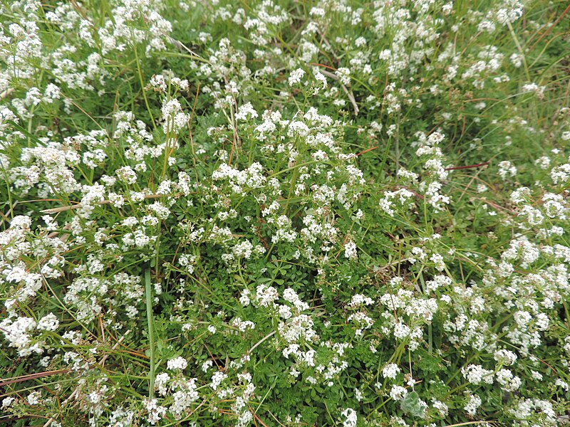 File:Galium saxatile kz09.jpg