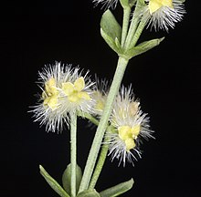 Galium serpenticum (Межгорная подморожка) (6009702828) .jpg