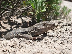 Primer plano de un joven macho de Gallotia galloti (lagarto tizón) en el Parque Nacional del Teide