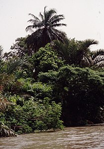 Typical vegetation on the bank