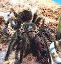 Miniatura para Grammostola grossa