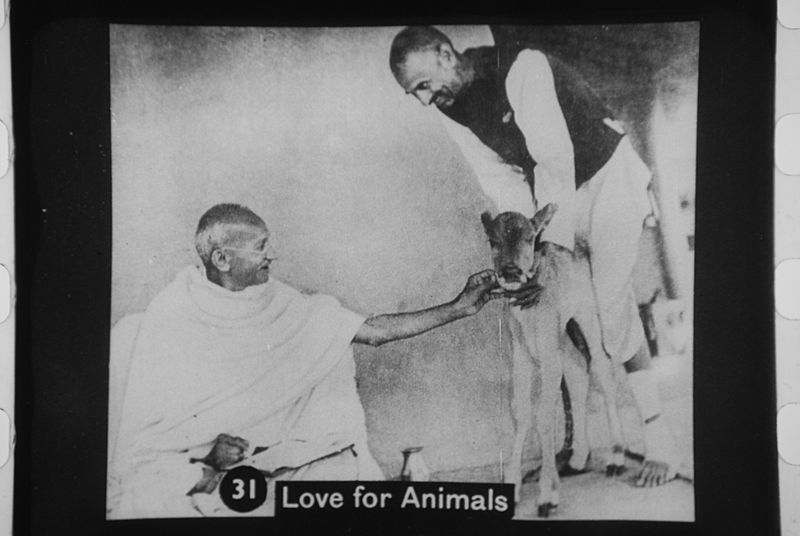 File:Gandhi with calf.jpg