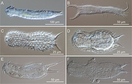 Xenotrichulidae