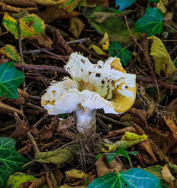 File:Geelwitte russula (Russula ochroleuca). Locatie, Hortus (Haren, Groningen) 01.jpg