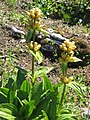 Gentiana punctata