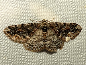 Geometer Moth (23687731928).jpg