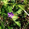 Wald-Storchschnabel (Geranium sylvaticum)