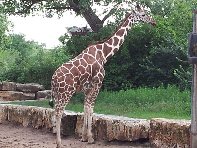 File:Giraffe at the Sedgwick County Zoo 2013 2013-09-01 13-15.jpg
