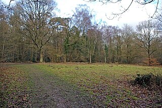 Whippendell Wood Ancient woodland in Watford, England