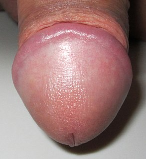 Glans penis End of the penis