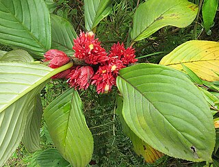 <i>Glossoloma</i> Genus of flowering plants