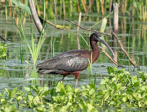 Glossy ibis in Jamaica Bay Wildlife Refuge