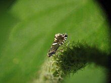 Glyphipterix forsterella E-MK-12926a.jpg