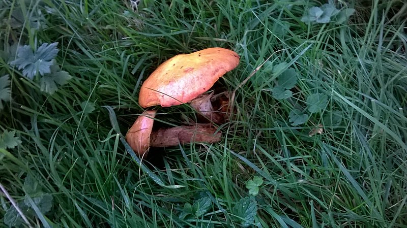 File:Go - Russula atrorubens - 1.jpg