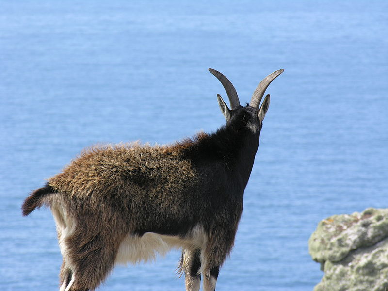 File:Goats on Lundy (10).jpg