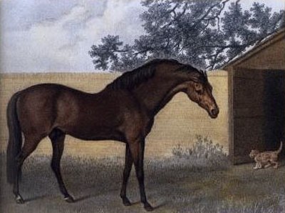 The Godolphin Arabian, by George Stubbs, after David Morier